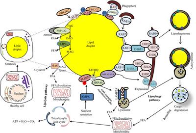Emerging mechanistic insights of selective autophagy in hepatic diseases